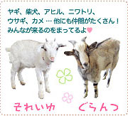 ヤギ